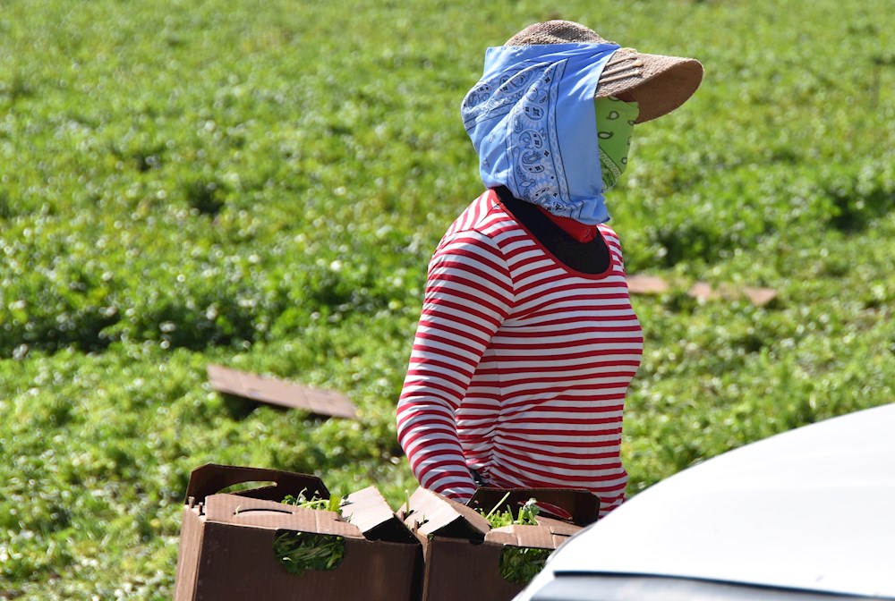 Trabajadores esenciales del campo, rezagados en vacunación contra la covid-19