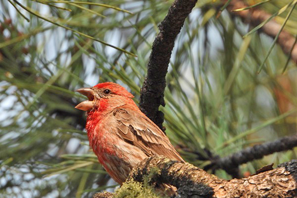 El canto de los pájaros contribuye a una mayor felicidad humana, afirma estudio