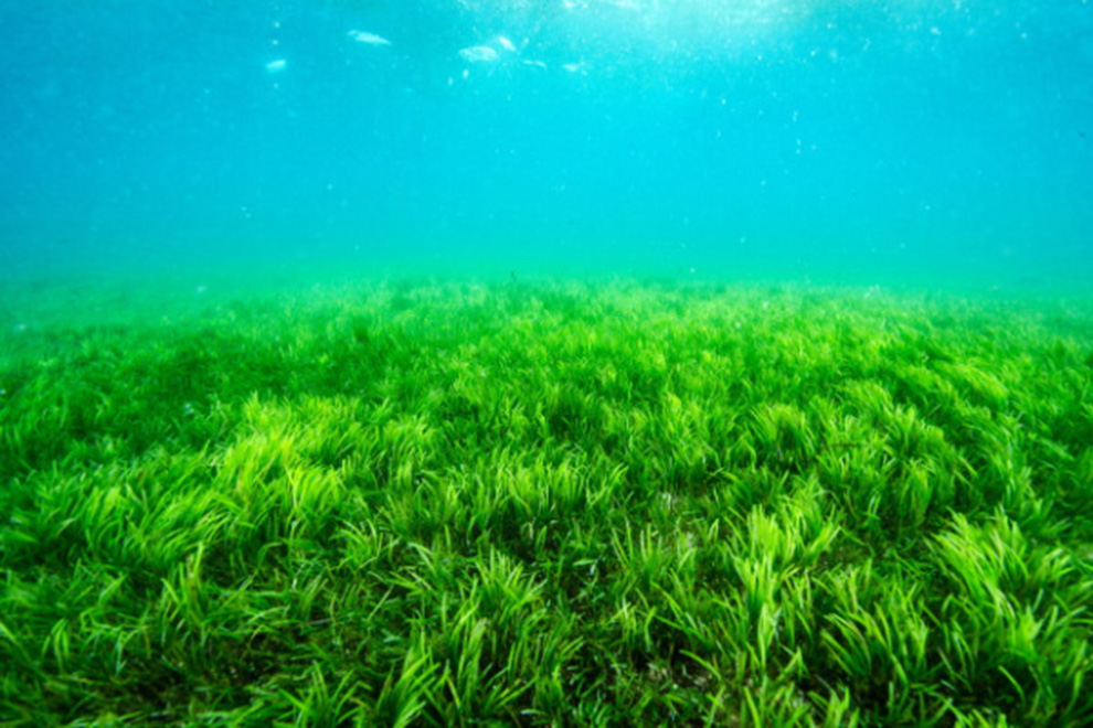 Algas gigantes son herramienta contra la acidificación de los océanos