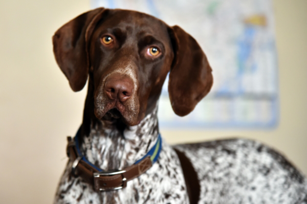 Variante británica de Covid-19 podría provocar miocarditis en mascotas