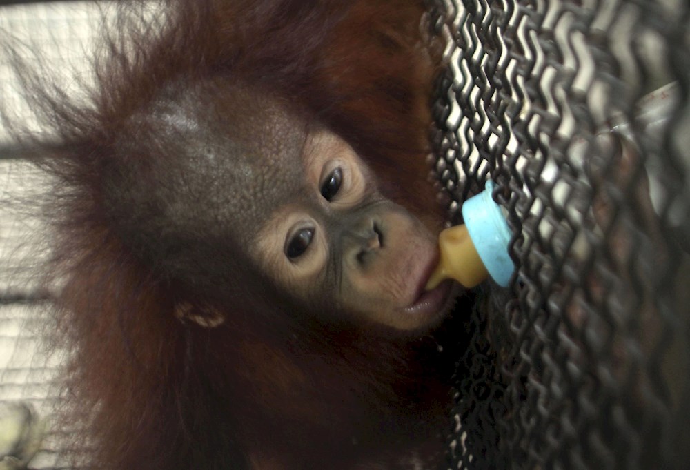 Simios de un zoo del país, los primeros animales en recibir vacuna anticovid
