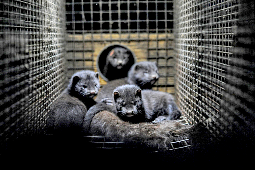 Desarrollar vacunas contra Covid-19 para animales podría controlar mutaciones