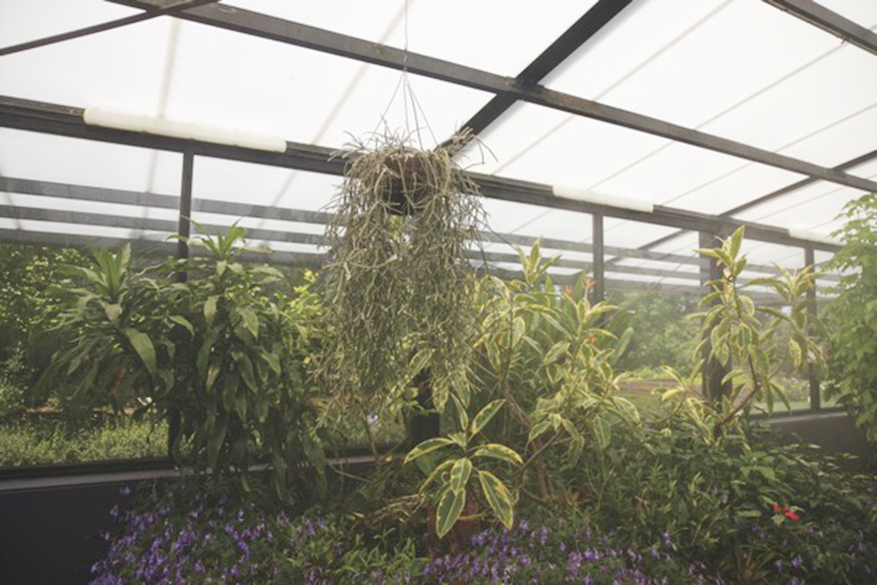 Inteligencia artificial podría ayudar a monitorear invernaderos en Marte