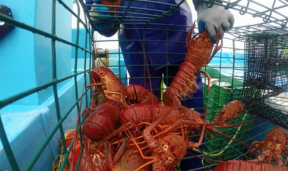 Las exportaciones agropecuarias de México caen 12,1 % anual en enero