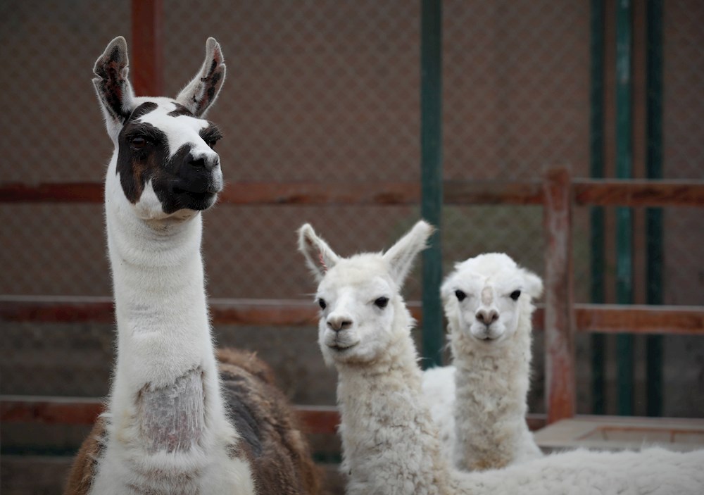 Científicos belgas logran un antiviral contra la covid procedente de las llamas