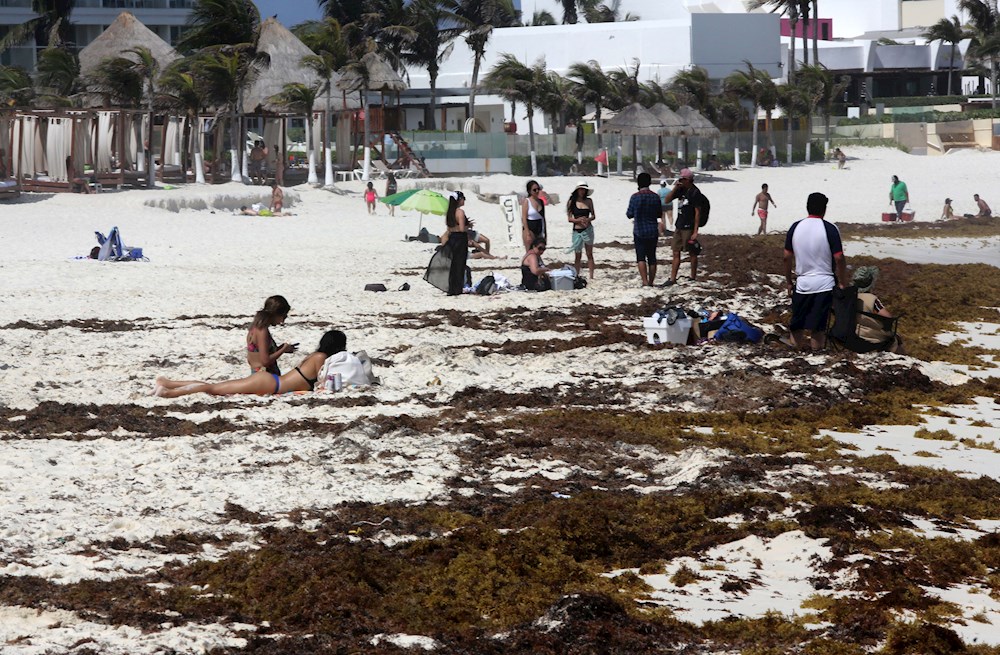 El sargazo se cuadriplica y amenaza con inundar al Caribe mexicano