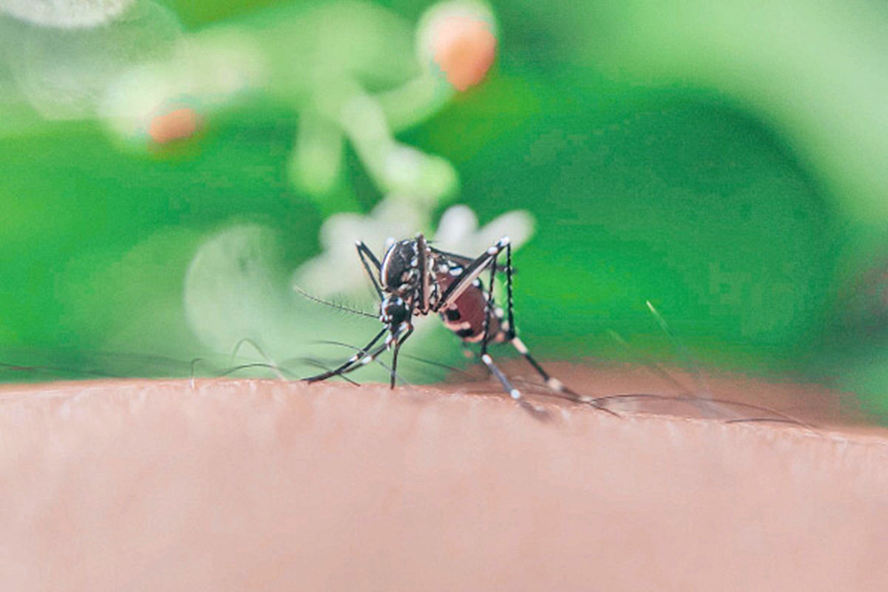 Especie modificada de mosquito combatirá la transmisión de Dengue y Zika en Florida