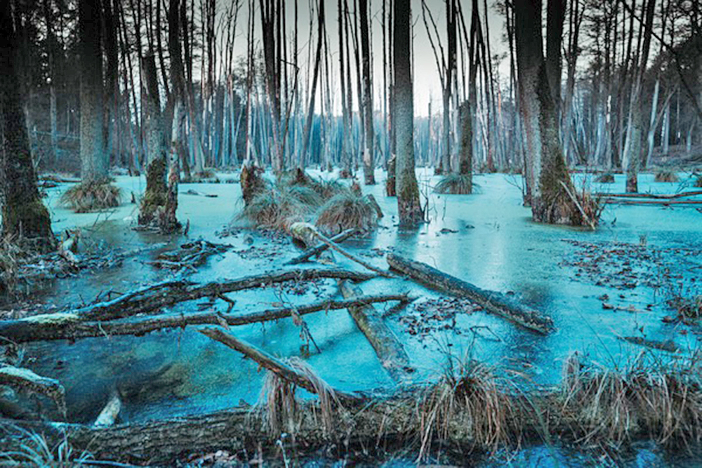 Procesos biogeoquímicos reducen las emisiones de gases efecto invernadero