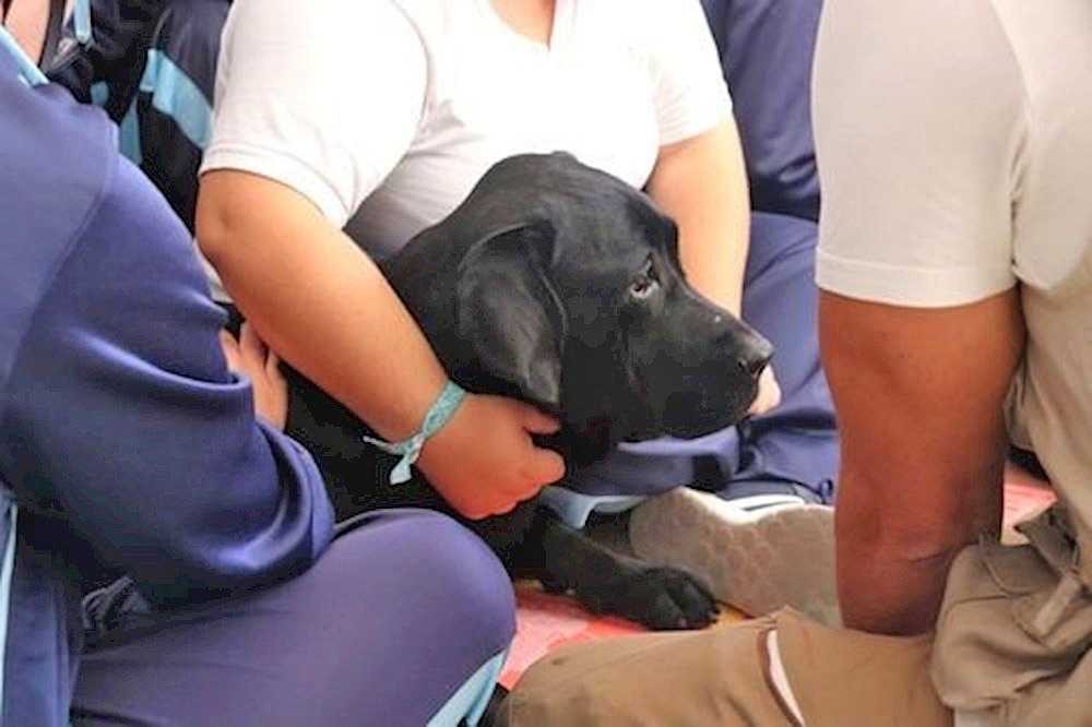 Los perros pueden detectar la Covid con una precisión de hasta el 94 %