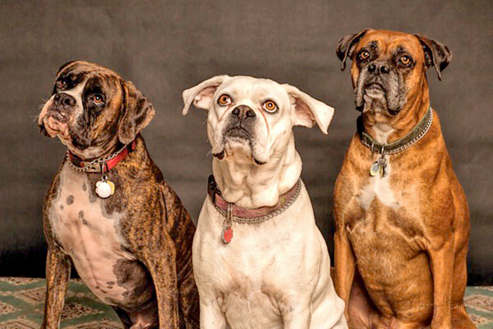 Perros ayudan a bajar el estrés en estudiantes y a mejorar sus habilidades cognitivas