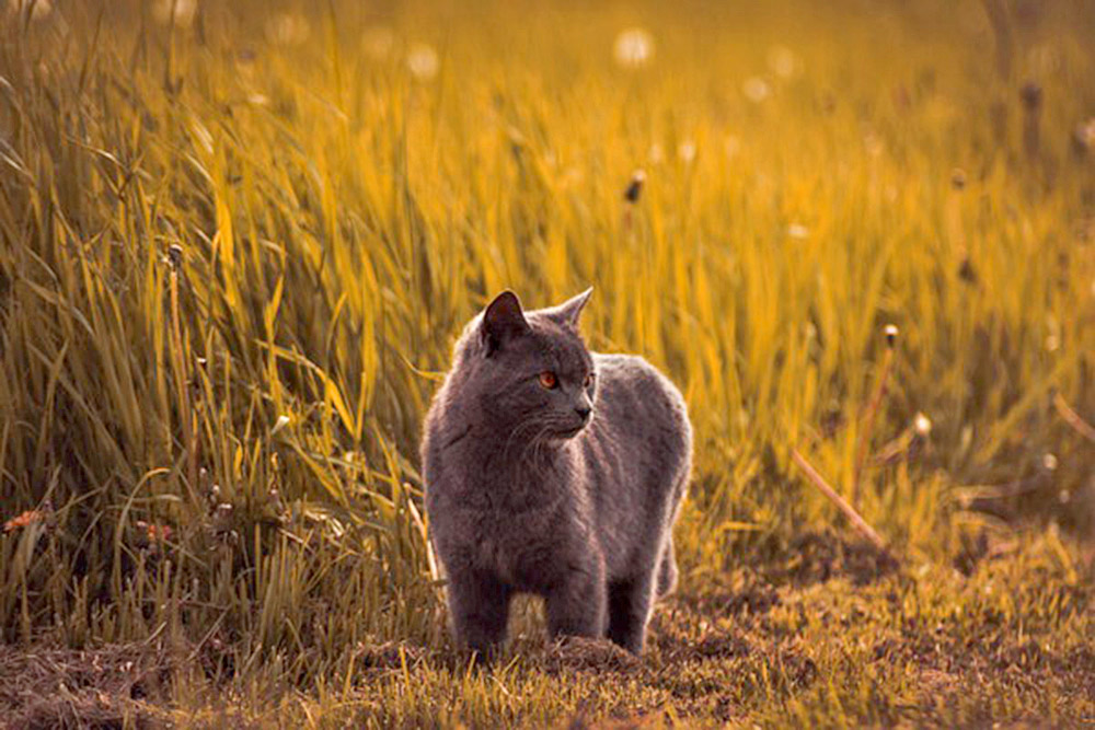 Cinco plagas que causan miles de millones en daños a nivel global