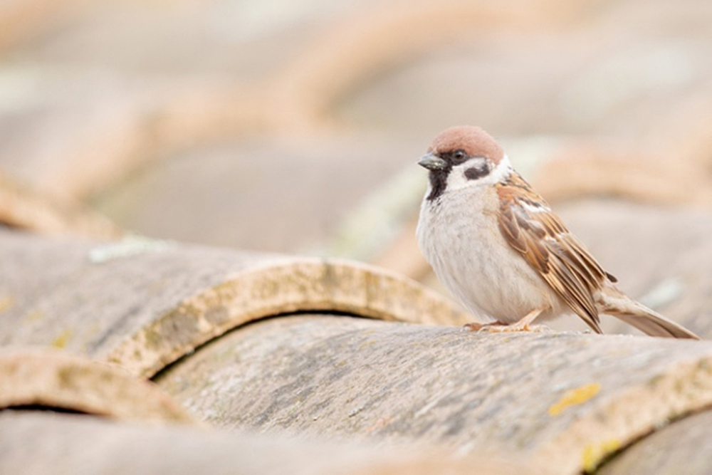 Regulaciones ambientales salvan a más de 1.5 millones de aves en Estados Unidos