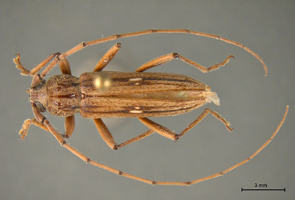 Interceptan en Pharr un parásito raro en cargamento de cocos