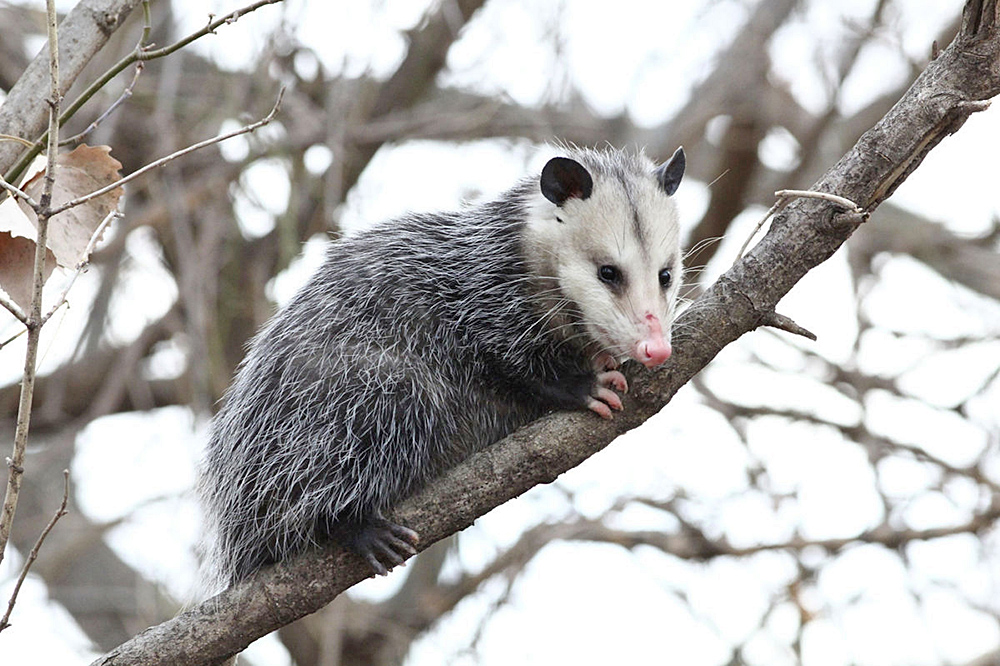 McAllen busca moratoria de 60 días recogiendo tlacuaches