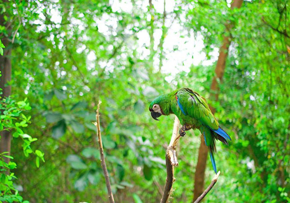 Cambio climático podría ser factor para provocar sequías extremas en el Amazonas