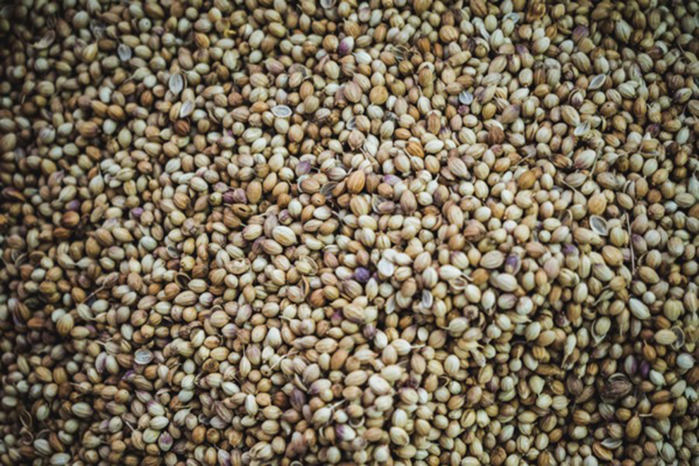 Crean recubrimiento para aumentar productividad de semillas en condiciones de sequía