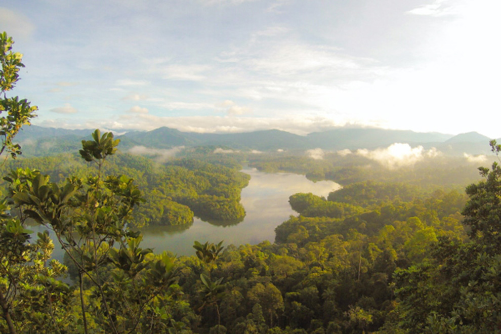 Científicos definen principios básicos para recuperar la vida silvestre