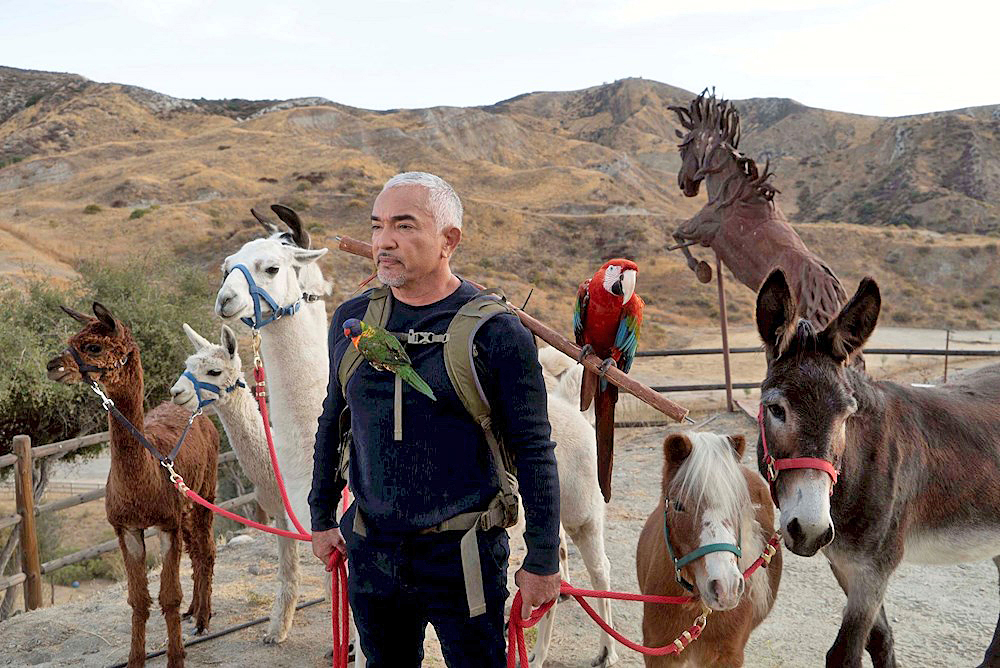César Millán quiere ahora ser “encantador de humanos” para ayudar al planeta