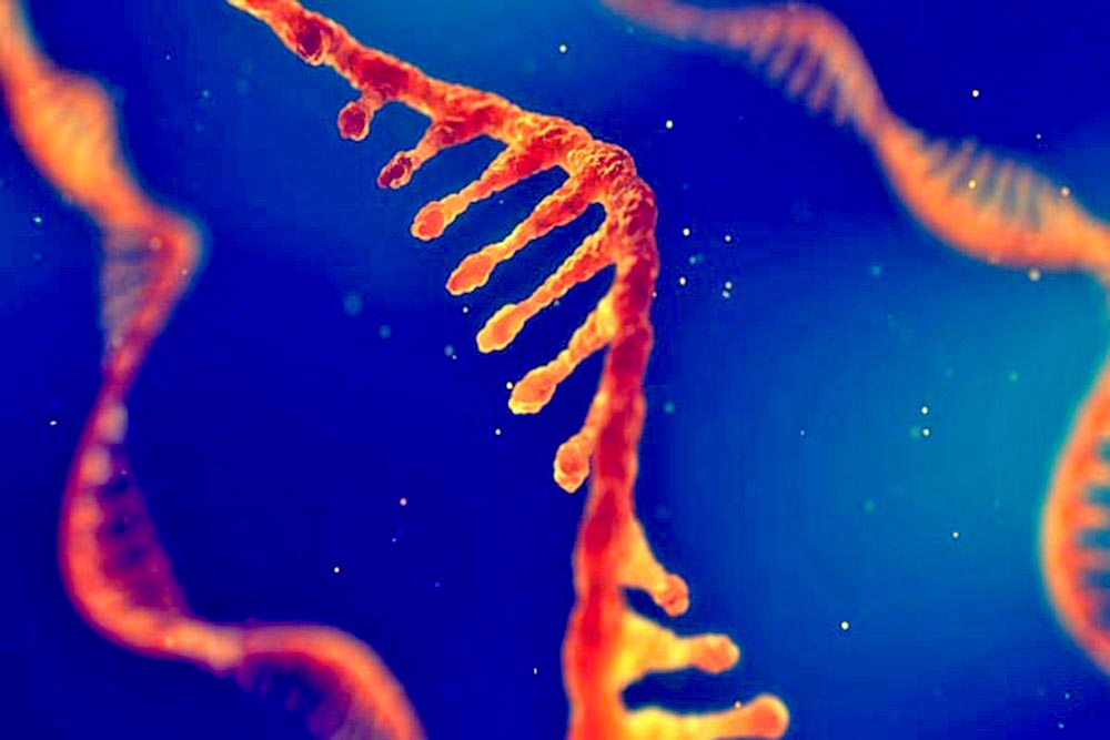 ARN, el mensajero que vino a revolucionar la medicina