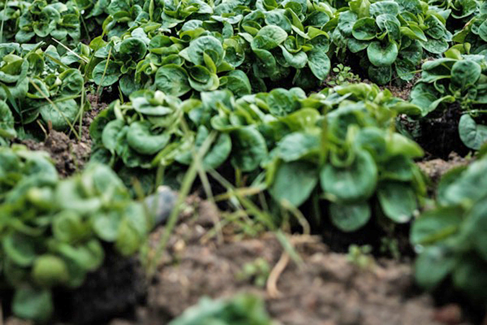 Asocian ingesta de alimentos orgánicos en la niñez con un mejor desarrollo cognitivo