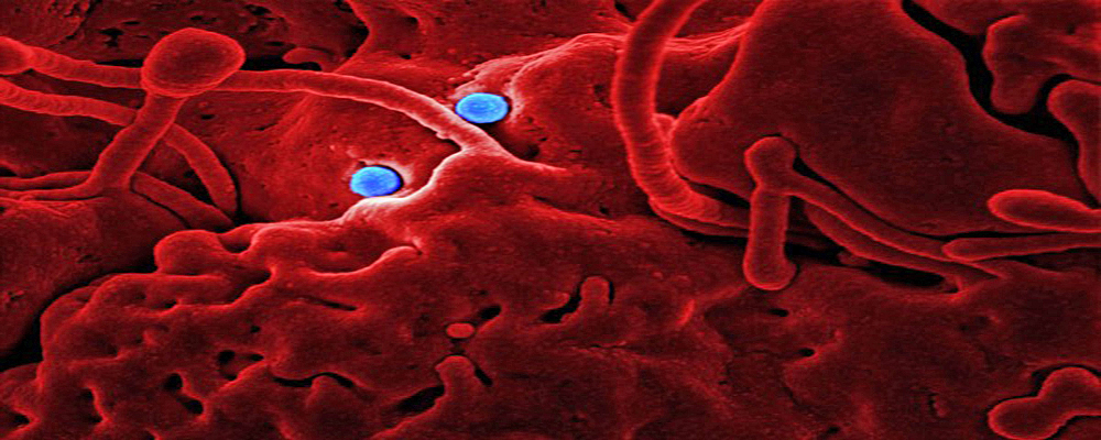 Revelan puerta oculta de SARS-CoV-2 que se abre para permitir infección por Covid-19