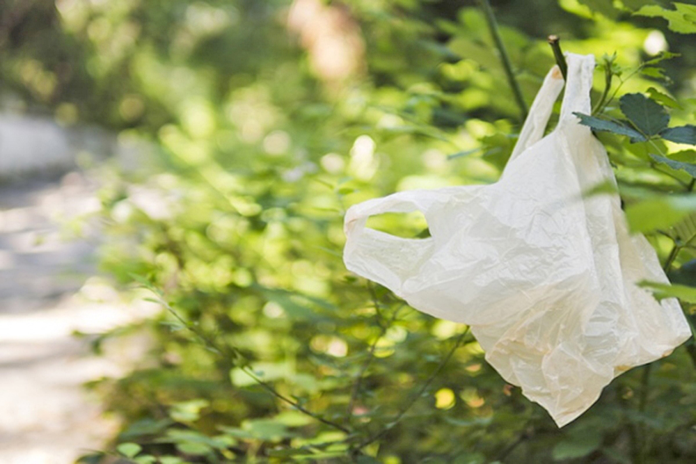 Seda de proteínas vegetales, alternativa sostenible a los plásticos de un solo uso