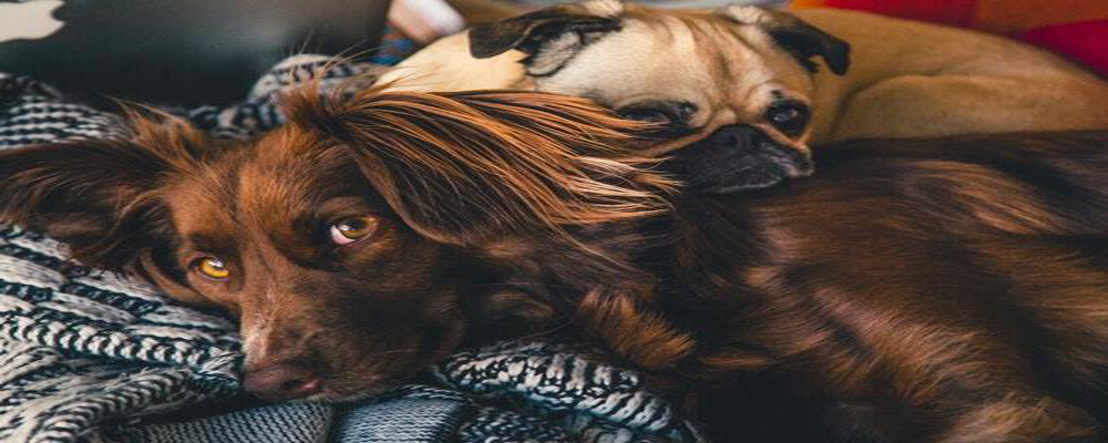 ¿Pueden los perros transmitir Covid-19 a los humanos?