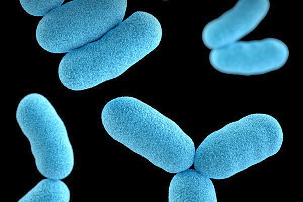 Medicamentos comunes podrían perder su efectividad debido a bacterias intestinales