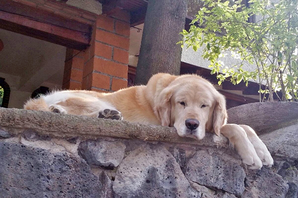 Cómo ayudan las mascotas a la salud mental y a reducir el estrés