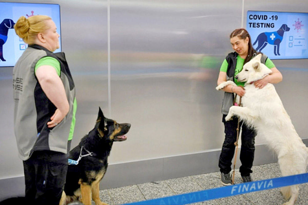 Perros podrían ayudar a detectar el Covid-19 en personas