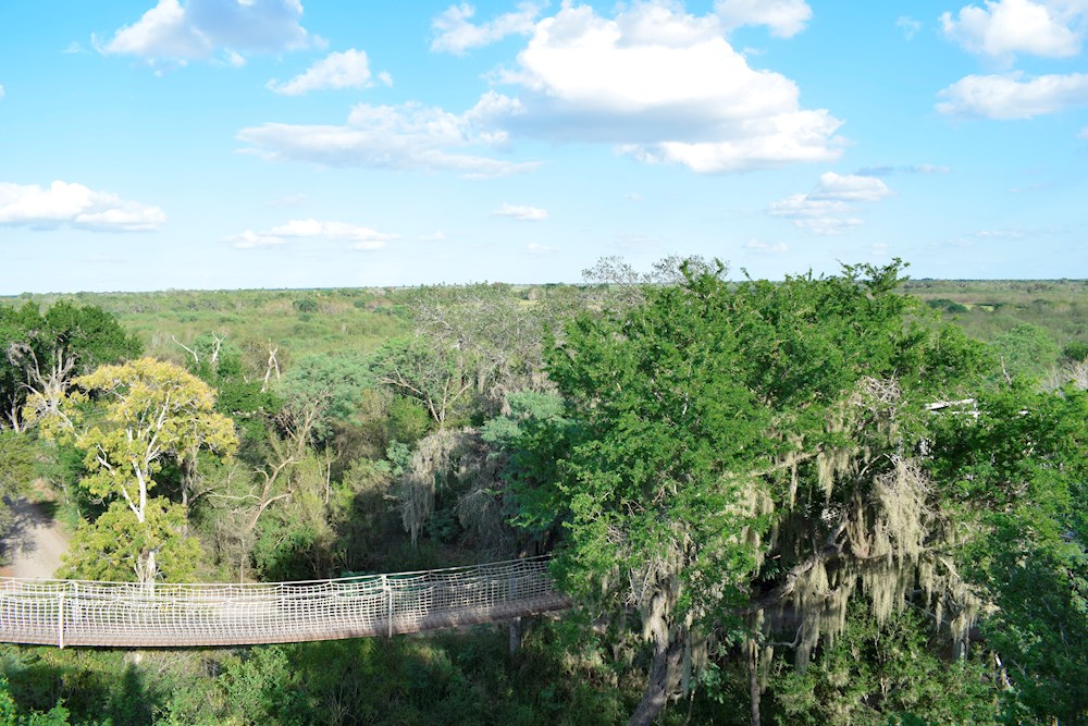 Hallan sano y salvo niño latino perdido cuatro días en bosque de Texas