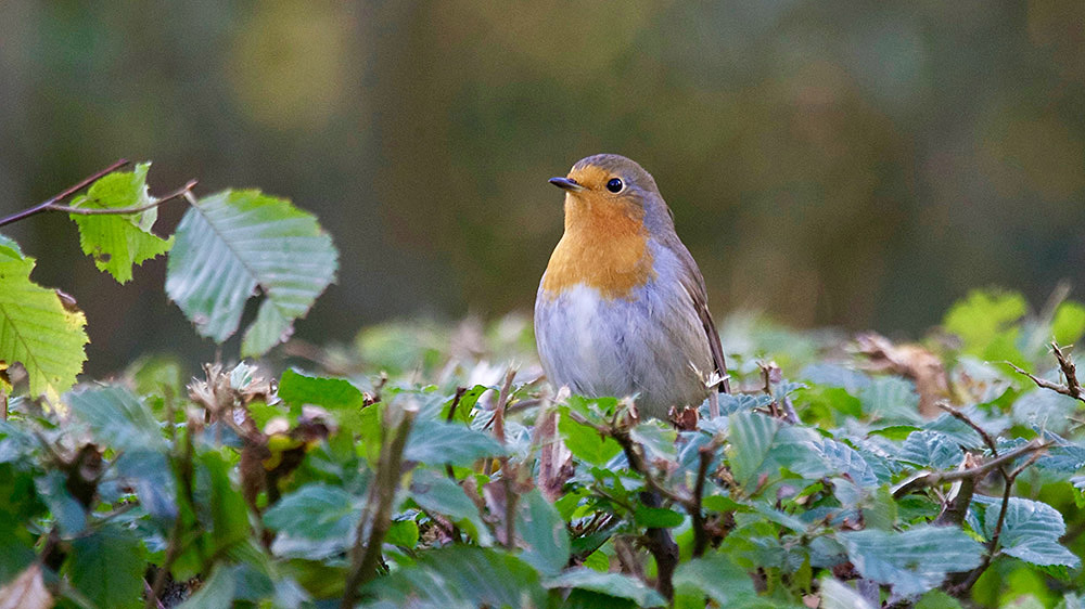 Diversidad de aves y mamíferos disminuye debido a invasiones biológicas