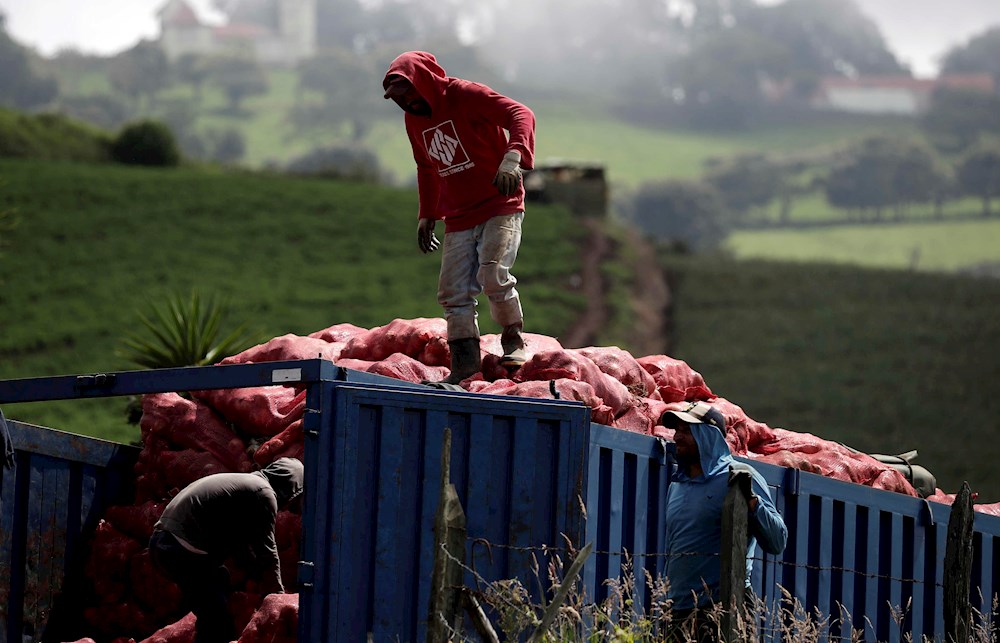 México indaga presencia de bacteria en cebollas del país tras brote en EE.UU.