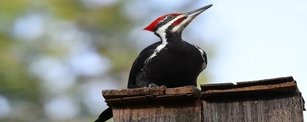Declaran extintas 22 especies animales nativas de América del Norte