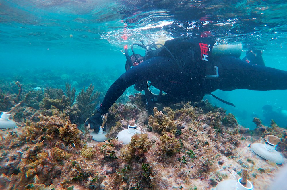 El gran desafío del rescate de los arrecifes del Caribe mexicano