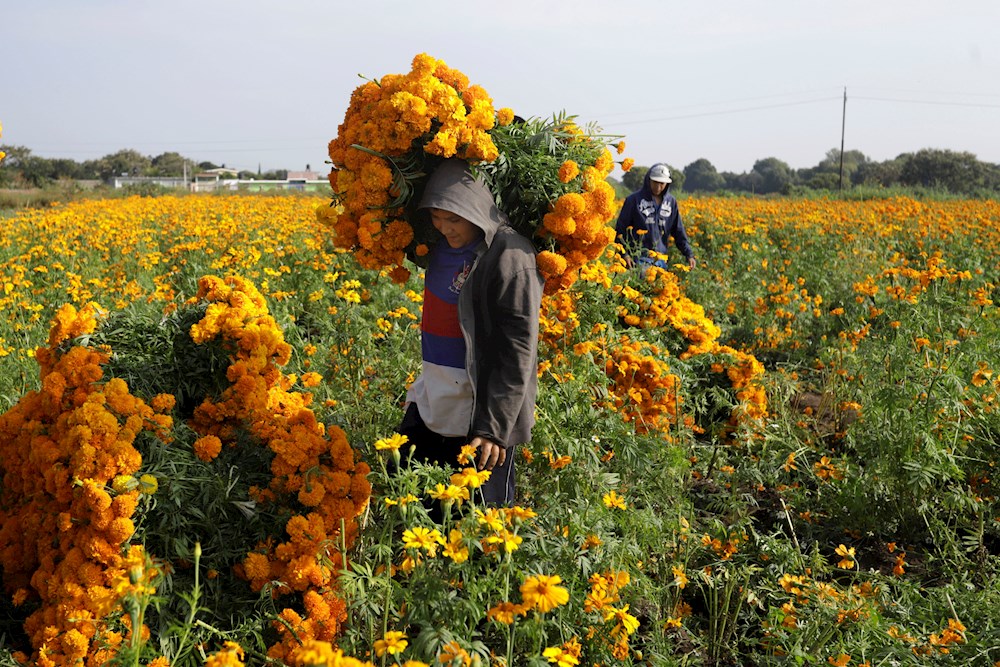 CBP alerta sobre plantas prohibidas procedentes de México por Día de Muertos