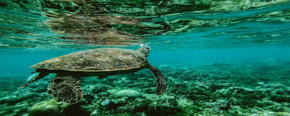 Cómo la temperatura del océano determina la biodiversidad marina