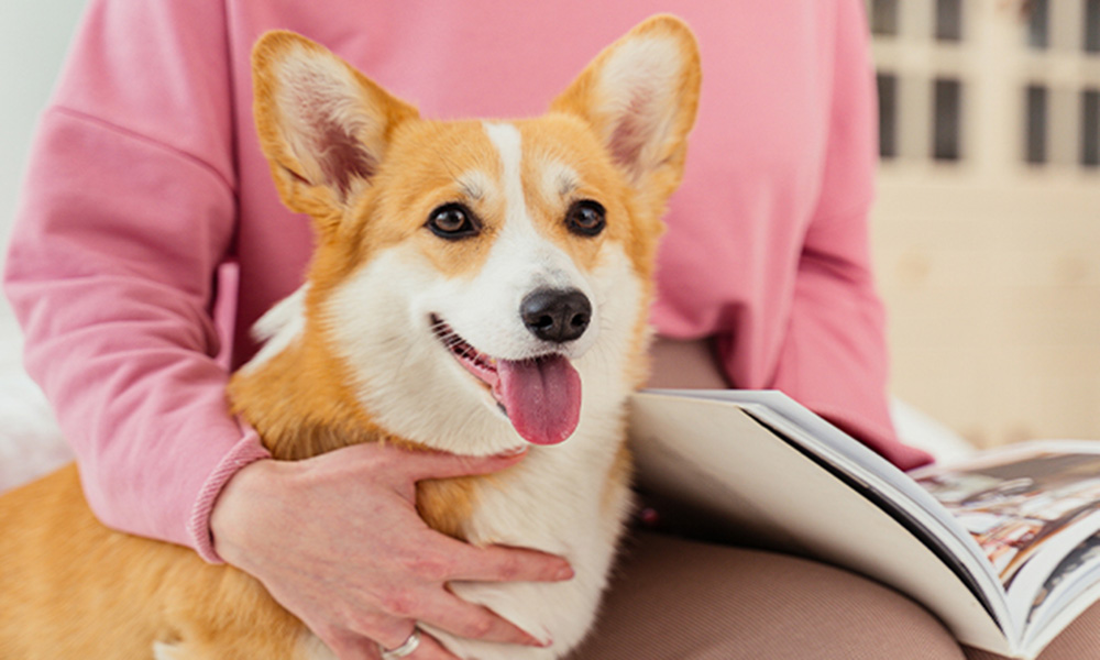 ¿Los perros son capaces de entender palabras humanas?