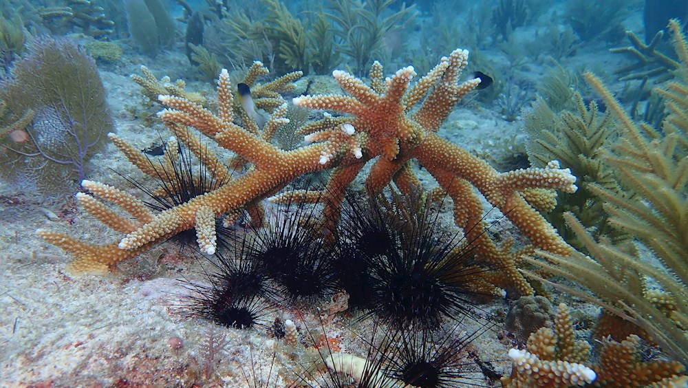 Los erizos de espinas largas salen al rescate de los corales de Florida