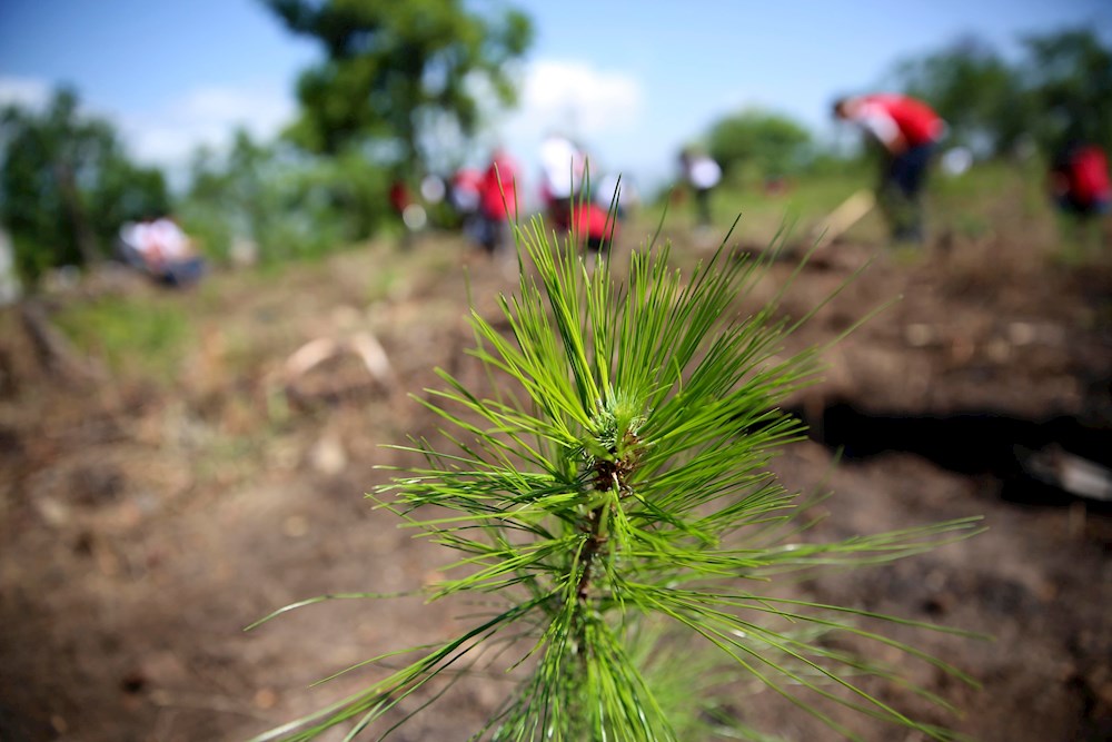 Canadá prevé plantar 2.000 millones de árboles para combatir crisis climática