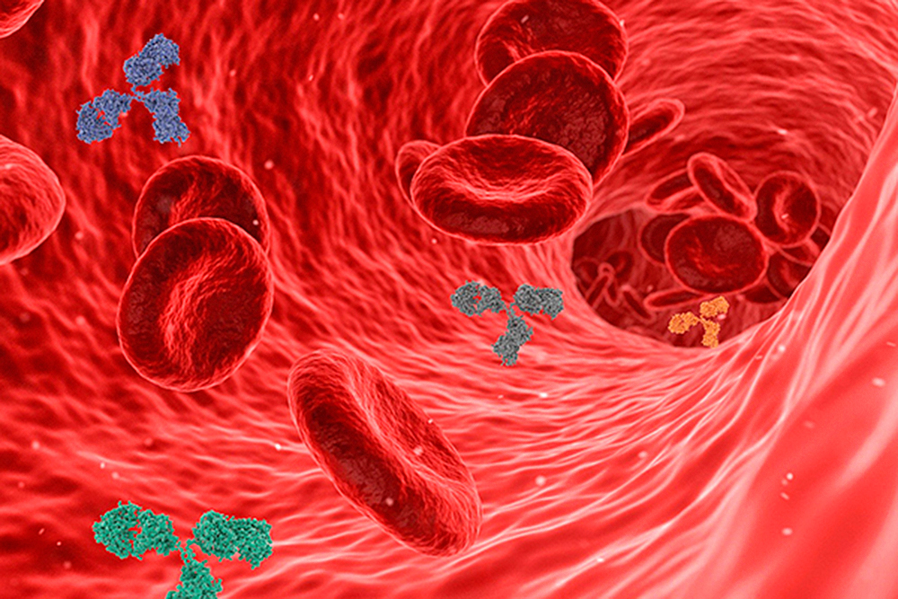 Células inmunitarias persisten hasta después de 6 meses de vacunación anticovid