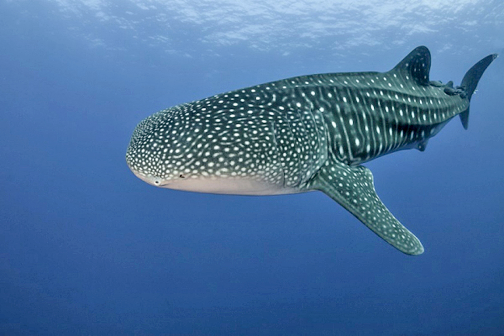 Científicos encuentran importante hallazgo sobre los tiburones ballena