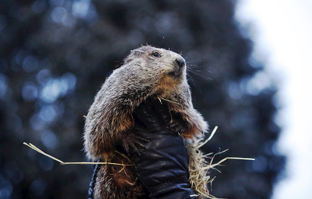La marmota Phil pronostica otras seis semanas de invierno en EE.UU.