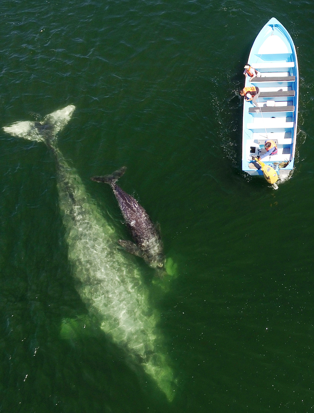 La ballena gris vuelve a deleitar a miles de turistas en México