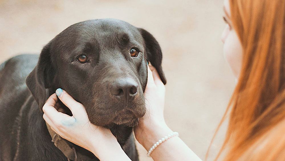 Driscoll educa sobre importancia de prevención de mordeduras de perro