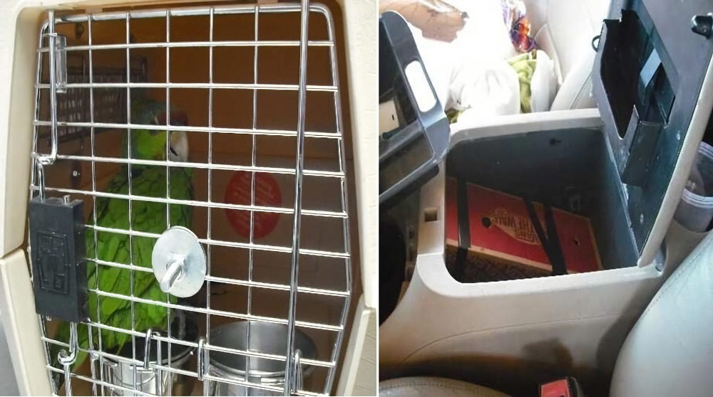 Loros, drogas, dinero y cartuchos entre los decomisos en puertos de entrada