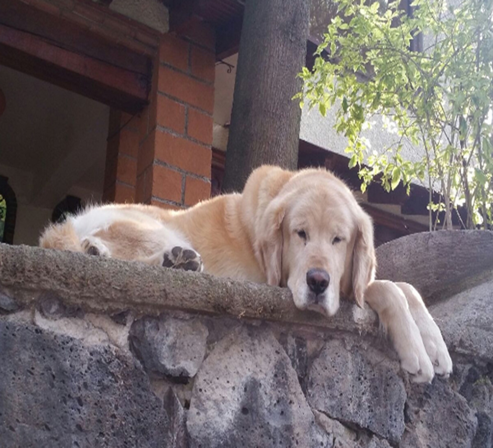 ¿Qué beneficios tiene la adopción de una mascota en nuestra salud mental?