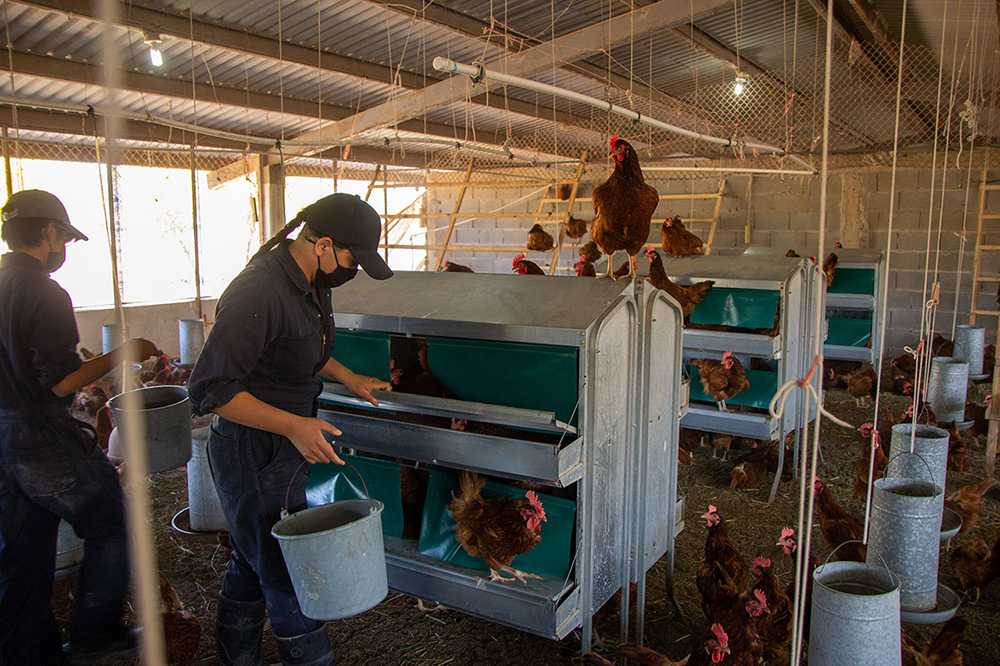 Fortalece UAT áreas de producción de la Facultad de Veterinaria