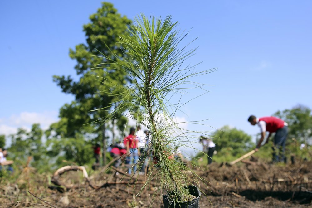 Cuatro áreas latinoamericanas serán reforestadas con ayuda de Mastercard