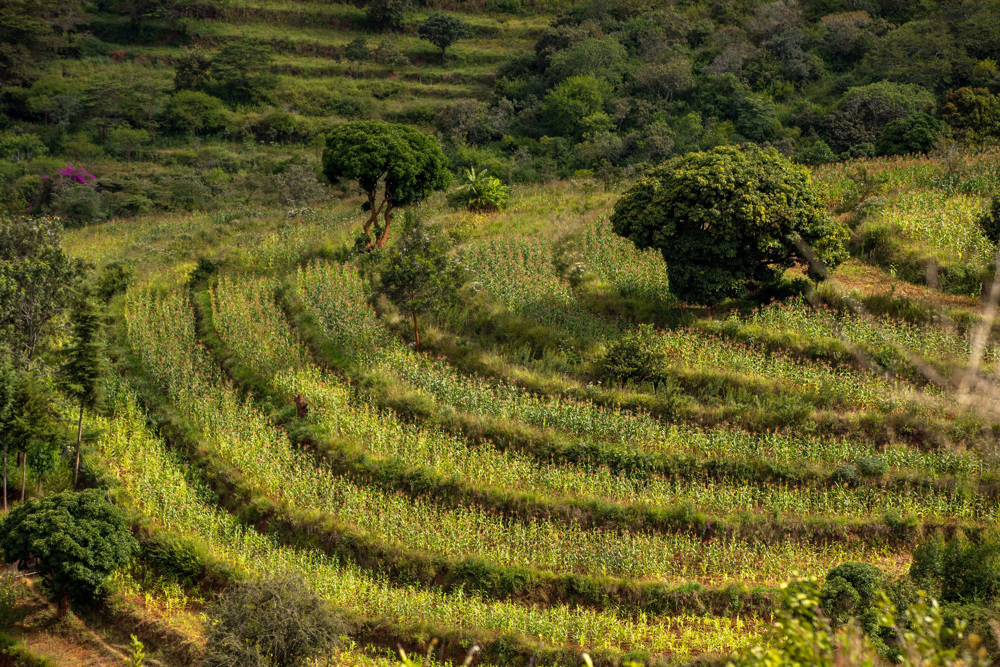 Cuatro áreas latinoamericanas serán reforestadas con ayuda de Mastercard